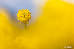 なぎさ公園 菜の花畑 6