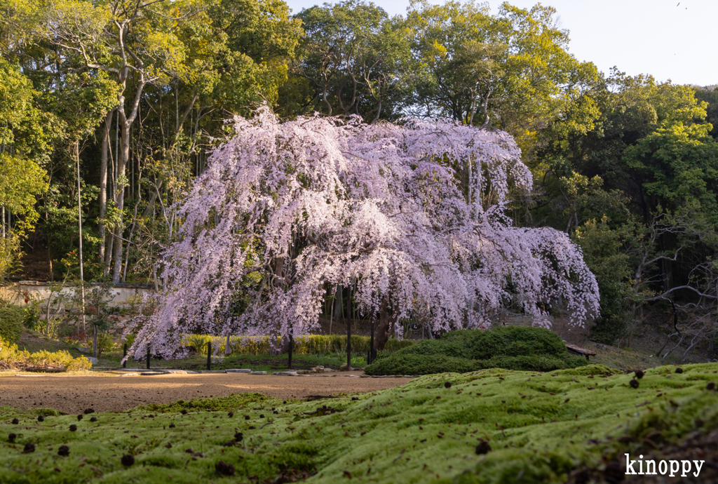 曹源寺 しだれ桜 3