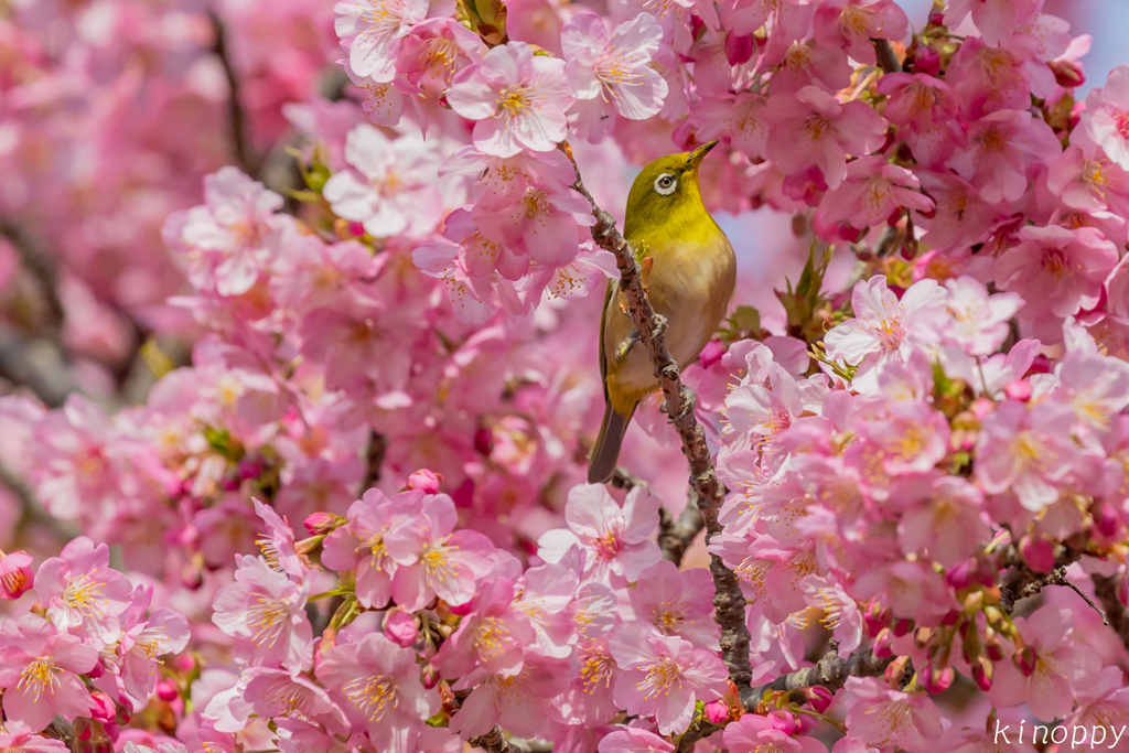 白野江植物公園 河津桜 メジロ 4