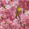 白野江植物公園 河津桜 メジロ 4