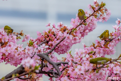 河津桜 メジロ