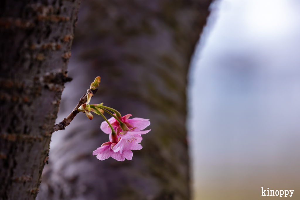児島湖花回廊 河津桜 3