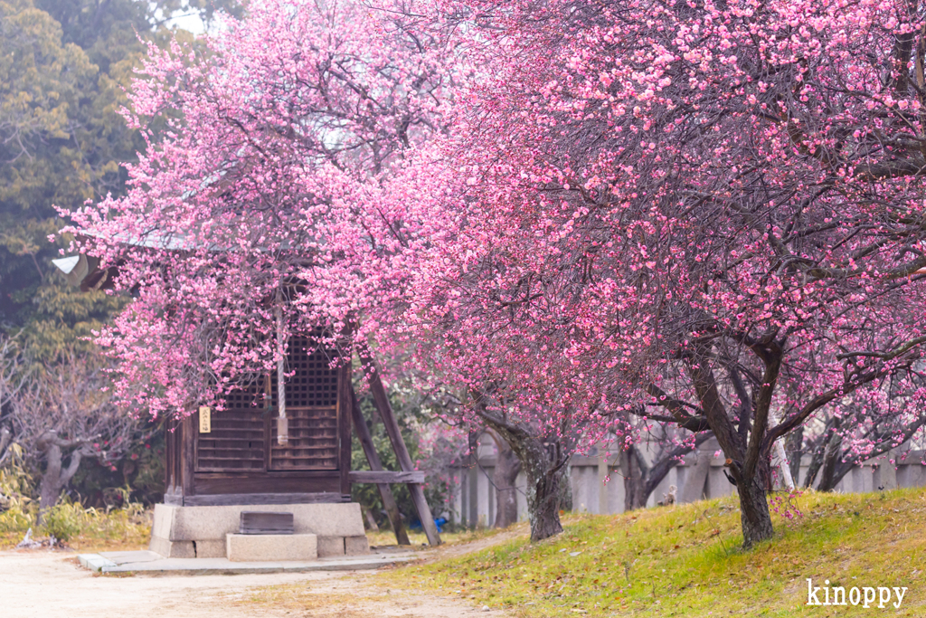 御厨神社 梅