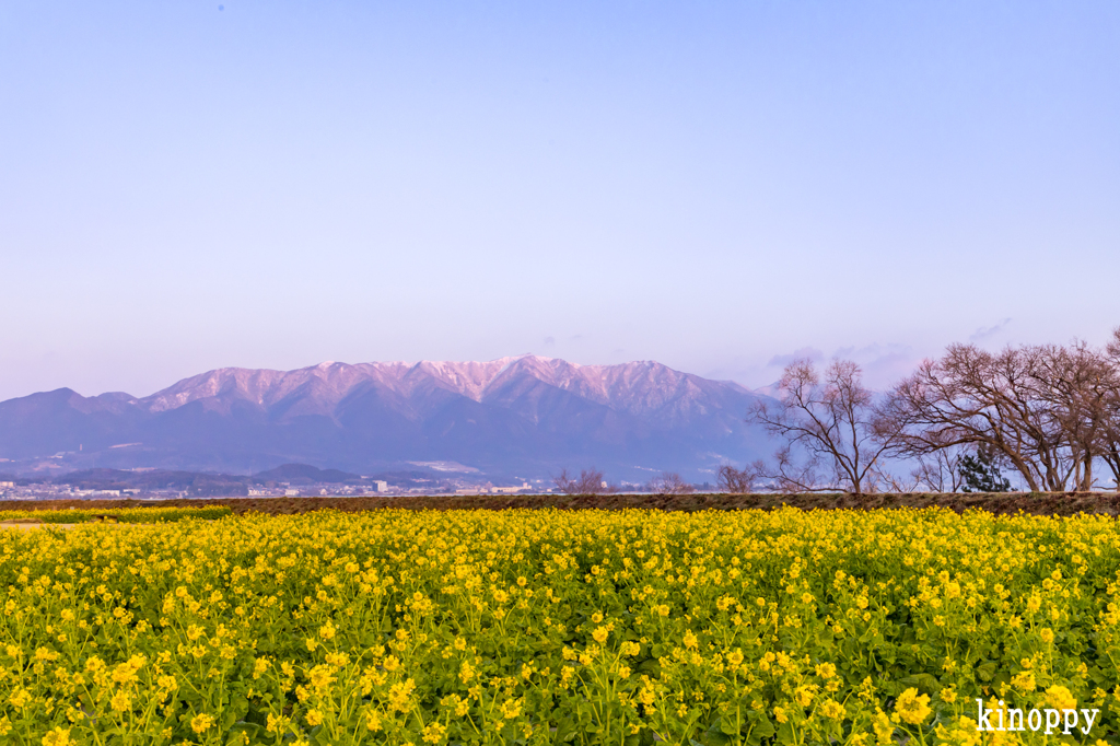 第一なぎさ公園 菜の花