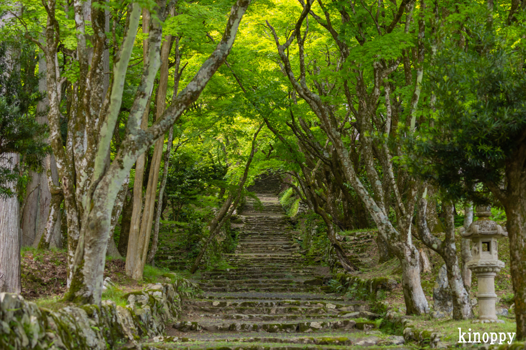 鶏足寺 新緑