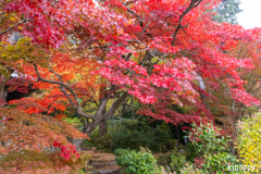 大国寺 紅葉 3