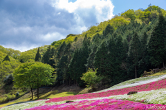 ヤマサ蒲鉾 芝桜