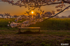 藤原宮跡 菜の花と桜 3