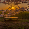 藤原宮跡 菜の花と桜 3