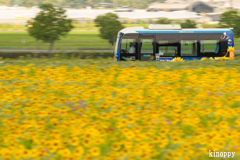 ひまわりの丘公園 12