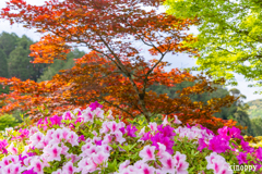 三室戸寺 ツツジ 7