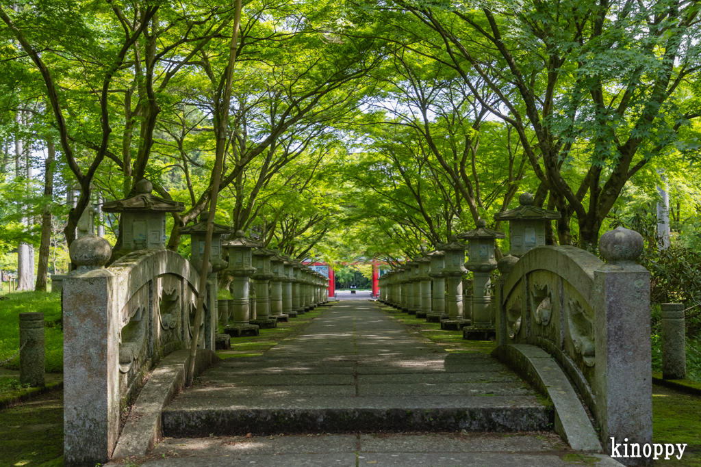 高山寺 新緑 4