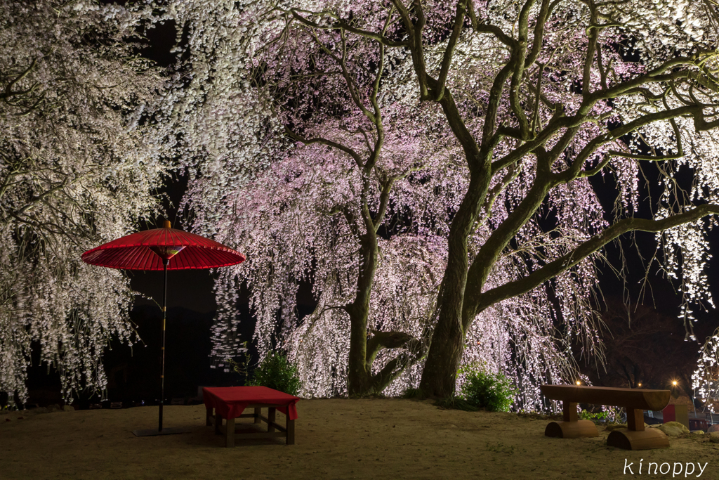 見延桜～法華原のしだれ桜 ライトアップ