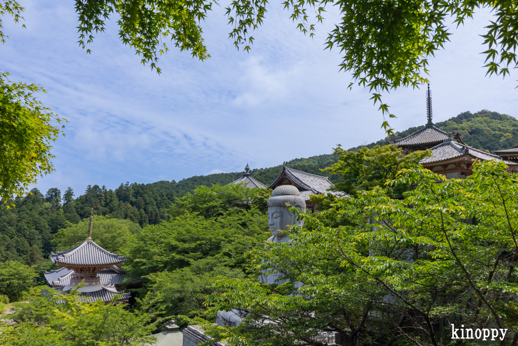 壷阪寺 あぢさゐ回廊 6