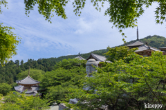 壷阪寺 あぢさゐ回廊 6