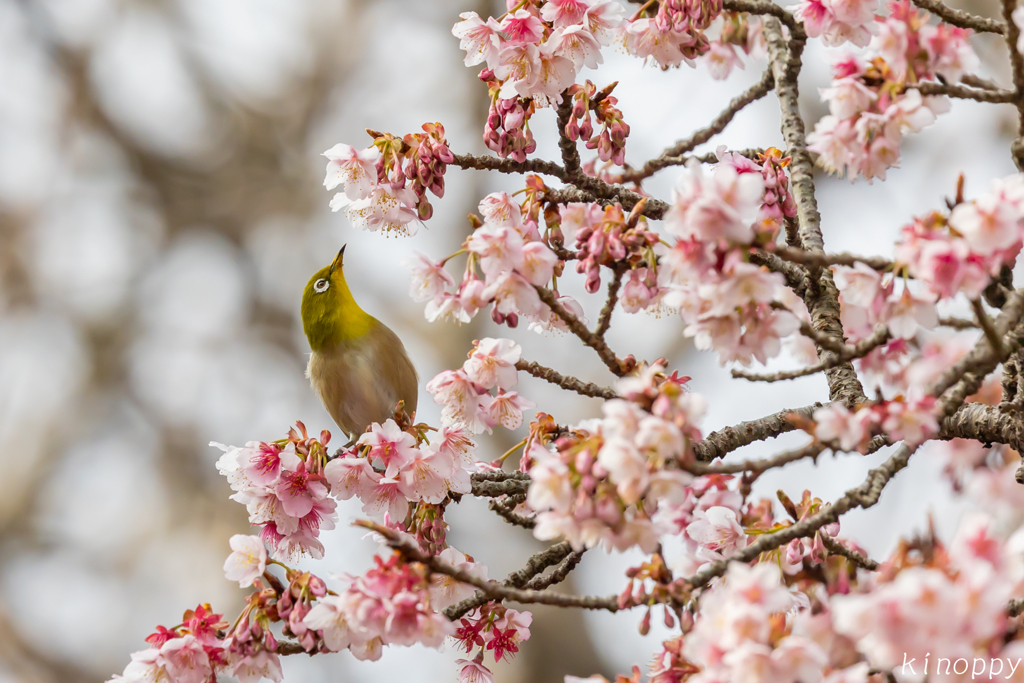 白山旗桜  メジロ 2