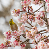 白山旗桜  メジロ 2