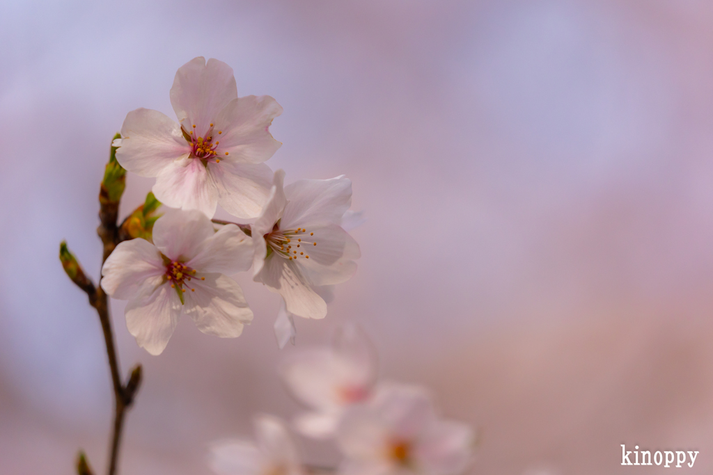 姫路城 桜 9