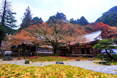雷山千如寺大悲王院 落葉