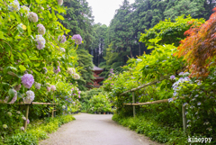 岩船寺 アジサイ