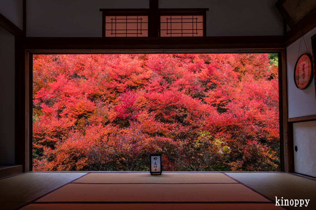 安国寺 ドウダンツツジ