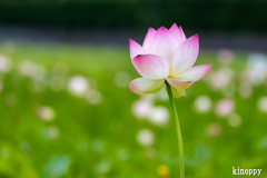 ヤマサ蒲鉾 蓮の花苑 2