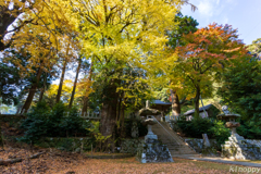 雷神社 紅葉