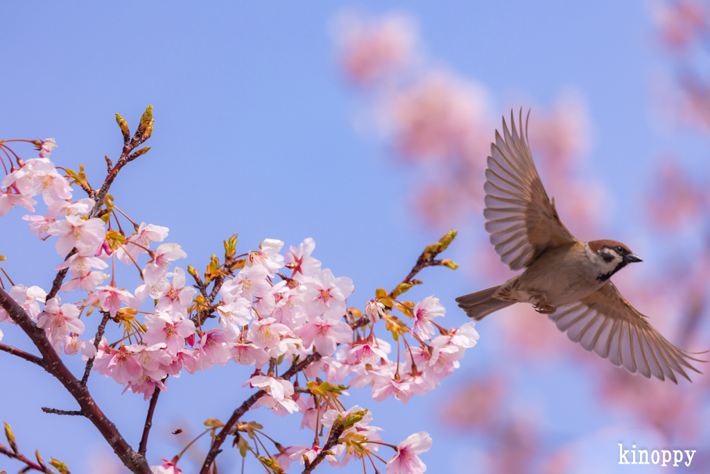 河津桜 スズメ