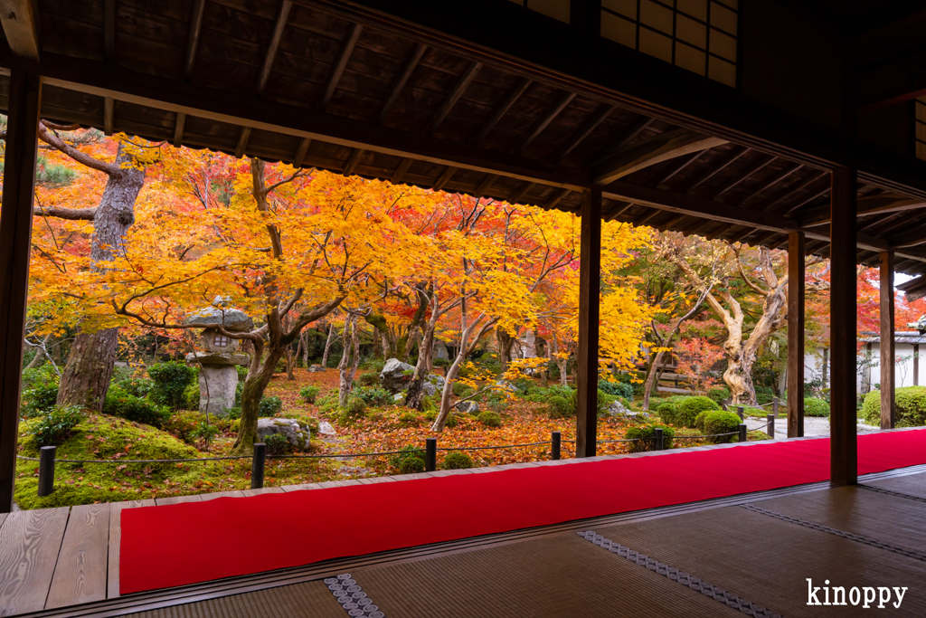 圓光寺 紅葉 2