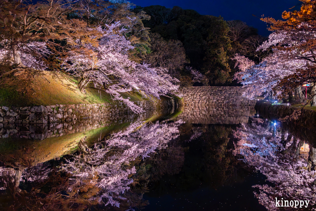 彦根城 桜 ライトアップ 4