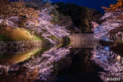 彦根城 桜 ライトアップ 4