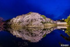 彦根城 桜 ライトアップ