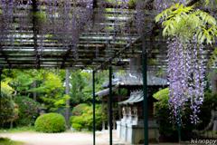 住吉神社 藤の花