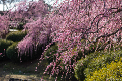 北九州市立総合農事センター 梅 2