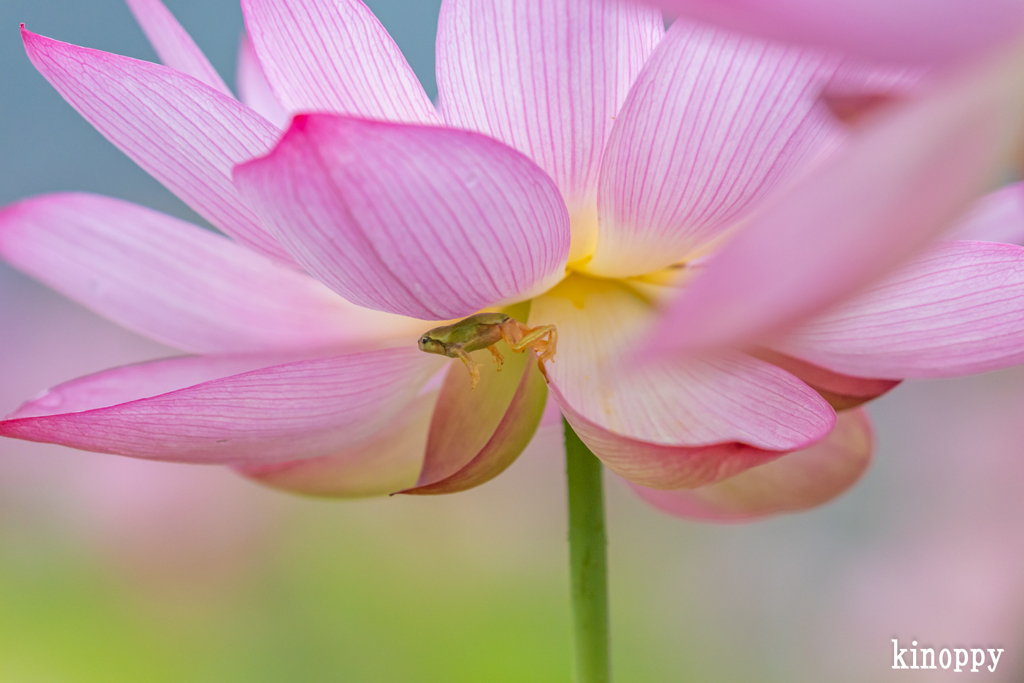 ヤマサ蒲鉾 蓮の花苑 16