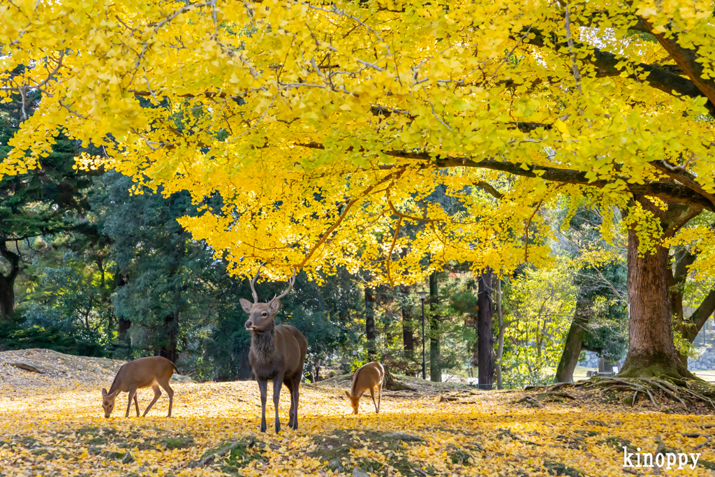 奈良公園 紅葉 5