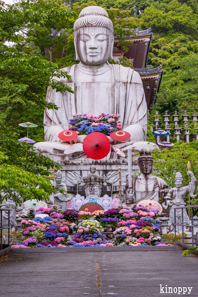 壷阪寺 あぢさゐ回廊 3