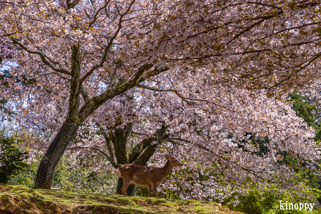 奈良公園 桜 7