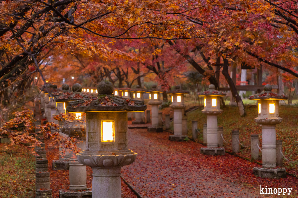 高山寺 紅葉 3