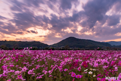 志方東コスモス畑 夕景 3