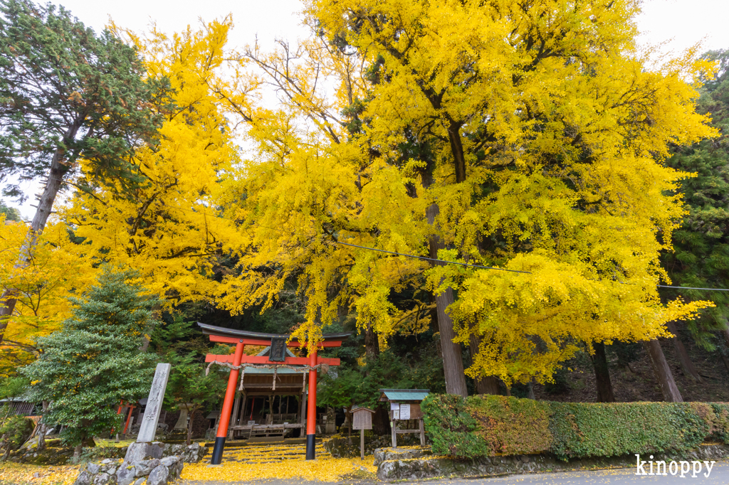 岩戸落葉神社 紅葉