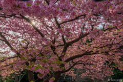 白野江植物公園 河津桜