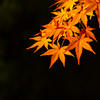 好古園 紅葉 8