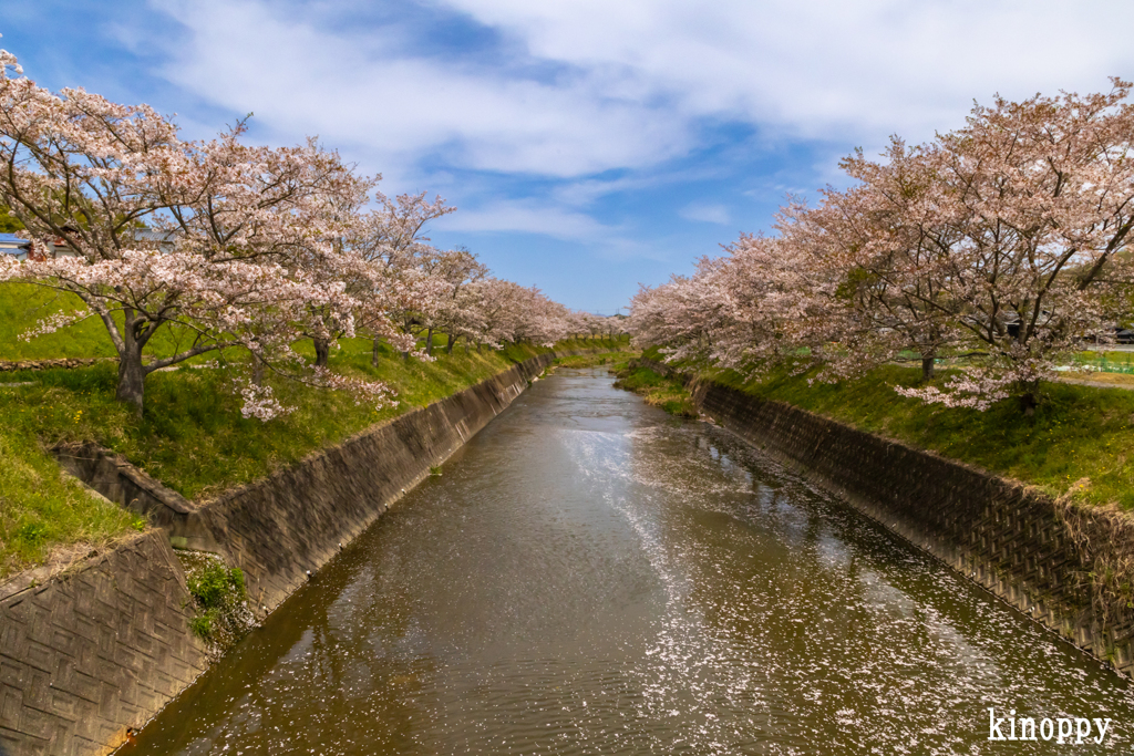 北谷川 桜並木 4