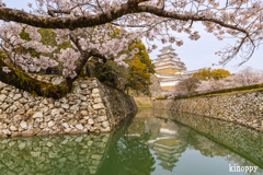 姫路城 桜 5