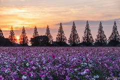 キリン コスモスフェスタ2019 朝景色 2