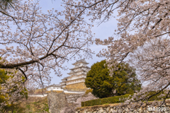 姫路城 桜 6