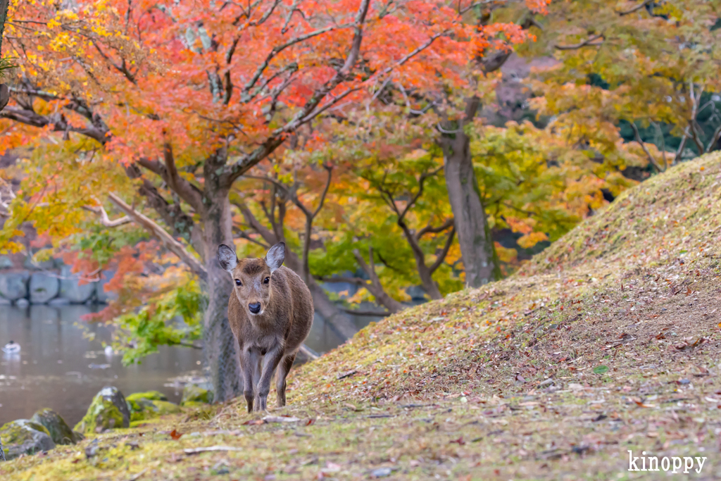 奈良公園 紅葉 3