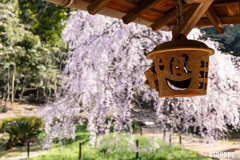 曹源寺 しだれ桜 8
