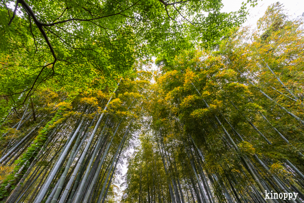 あだし野念仏寺 竹林 2
